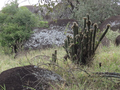 Praecereus euchlorus
