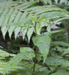 Impatiens hypophylla microhypophylla