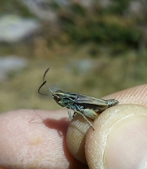 Stenobothrus ursulae