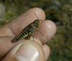 Stenobothrus ursulae
