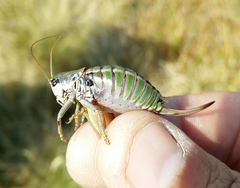 Anonconotus pusillus