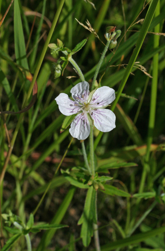 Geranium krameri, photograph 3