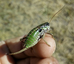 Anonconotus pusillus