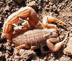 Hottentotta eminii