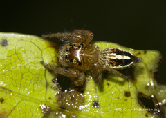 Colopsus