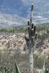 Cephalocereus fulviceps