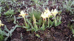 Iris pumila