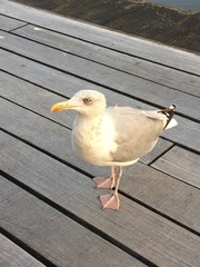Larus argentatus