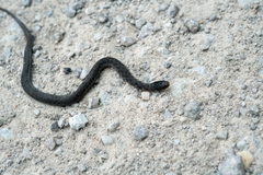 Clonophis kirtlandii
