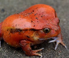 Dyscophus antongilii