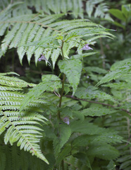 Impatiens hypophylla microhypophylla