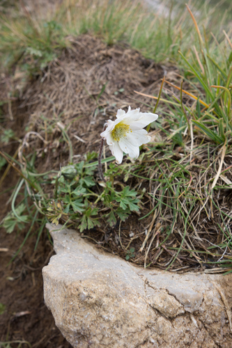 Anemone baldensis, photograph 2