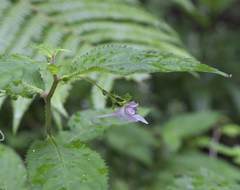 Impatiens hypophylla microhypophylla