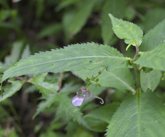 Impatiens hypophylla microhypophylla