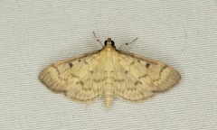 Herpetogramma fluctuosalis