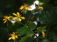 Erinocarpus nimmonii