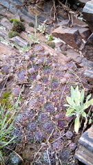 Sempervivum ruthenicum