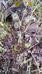 Sempervivum ruthenicum