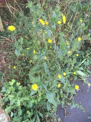 Helminthotheca echioides