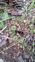 Sempervivum ruthenicum