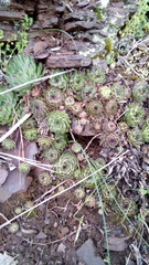 Sempervivum ruthenicum