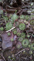 Sempervivum ruthenicum