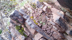 Sempervivum ruthenicum