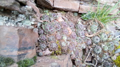 Sempervivum ruthenicum