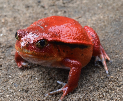 Tomato Frog
