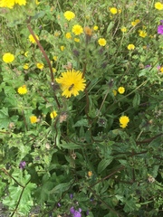 Helminthotheca echioides