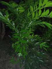 Cocculus laurifolius