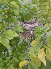 Sporophila morelleti