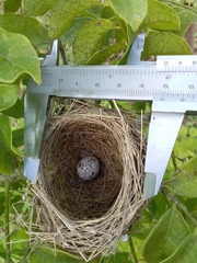 Sporophila morelleti