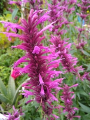 Agastache mexicana