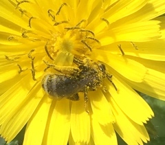 Lasioglossum