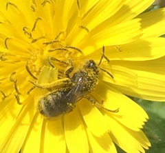 Lasioglossum