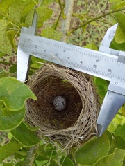 Sporophila morelleti