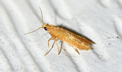 Tischeria quercitella