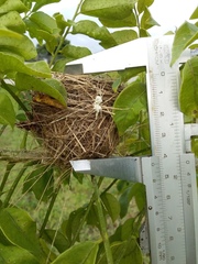 Sporophila morelleti