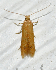 Tischeria quercitella