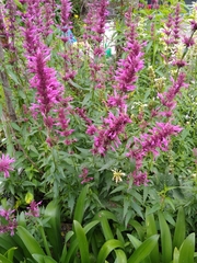 Agastache mexicana