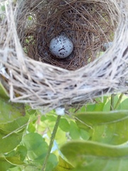 Sporophila morelleti