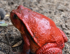 Dyscophus antongilii