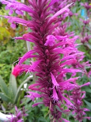 Agastache mexicana