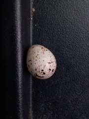 Sporophila morelleti