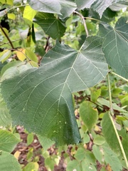 Pantographa limata