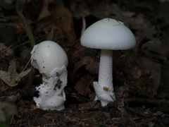 Amanita vaginata alba