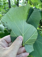 Pantographa limata