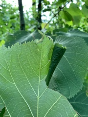 Pantographa limata