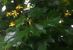 Erinocarpus nimmonii